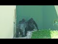 Gorilla Dad & Daughter Fight Turns Into a Big Fight Involving Other Gorillas | The Shabani Group