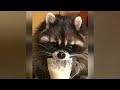 Funniest Animals 2024 😂 Best Funny Cats and Dogs 😻🐶 Part 06 | Cute Baby Animals