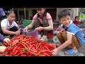 Harvesting Sweet Chili Go To Market Sell, 2 Year Building Farm | Phuong Daily Harvesting