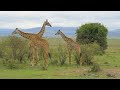 4K African Wildlife: Mudumu National Park - Real Sounds of Africa - 4K Video Ultra HD