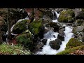 Calming Forest sounds | 3 hours of Relaxing Nature birds and WaterFlow sound (INSTANT STRESS RELIEF)