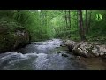 🌳 Sounds of Nature💧 Law of Attraction, Prosperity, Happiness and Inner Peace