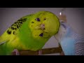 Calming Budgie Sounds - Music Melody of Relaxing Budgies