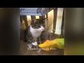 😅 TRY NOT TO LAUGH 😸 Best Funny Cats Videos 2024 😆