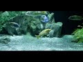 XXL AFRICAN CICHLID UNBOXING