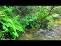 Gentle Stream Sounds for Sleeping, Forest Birds Chirping Nature Sound, 10 Hours of White Noise, ASRM