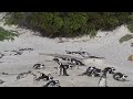 Penguin Town