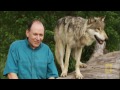 How Did Wolves Evolve? | National Geographic