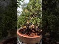 Juniper bonsai