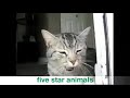 Funny yawning cats، Watch with voice (funny video)😂😂