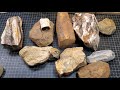 Petrified Wood | What Do You Really Know About It?