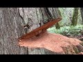 Husqvarna 592xp, vs Huge leaning Cedar tree, wedgemanship.