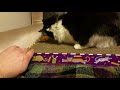 Cat goes nuts for new scratching pad