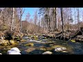 Peaceful River Sound | FLOWING WATER | Nature Sounds | RELAXATION | Beautiful Nature