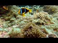 Nemo fish @ Vavau, Tonga