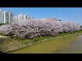 Where cherry blossom leaves flow into a river / Hwangguji Cherry Blossom Road