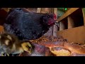 (Subtitle)#191. 『Dignity of chickens』 episode 32. A hen with a baby duck (# baby goose)