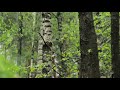 Rainy Forest Sounds for Sleeping, Meditation and Study 🌧️ 3 Hours White Noise Gentle Rain