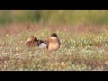 Ouhorlík stepní, Collared pratincole, Rotflügel-Brachschwalbe, Vorkstaartplevier, Canastera común