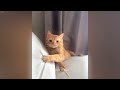Top 10 Funniest Cat Reactions You Have to See 😆 Best Funny Videos compilation Of The Month 🐱😹
