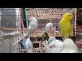 Over An Hour of New Budgies First Day