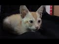 Watch rescued kitten(Eddie) gets better over time