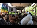Backyard Chickens - May 7, 2024 - Daily Video 🐣🐥🐤🐔🐓