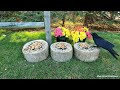 4K TV For Cats | Blue Spruce and Begonias | Bird and Squirrel Watching | Video 35