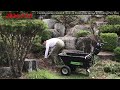Cleaning Garden Stones and Stairs in Front of the Garage and Pruning Pine Trees