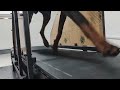 What Does a Dog Treadmill Look Like ？