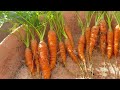 How to grow baby carrots in milk cartons