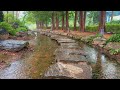 The calming sound of rain and the stepping stones of a stream in a dense forest