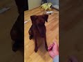 German Pinscher tricks 1 year old