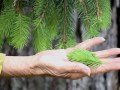 Edible Plants:Spruce