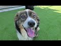 Teaching Puppies to Swim for the First Time... Love Furry Friends Shelter