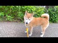 【柴犬】風が 気持ち良い〜！　皆さんの頬に 爽やかな風が 届きますように。