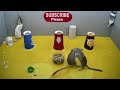 Gerbils hide in cups that lead to the dungeon seek for cats to watch 4k 10 hour UHD