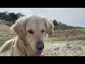 Golden retriever and german shepherd playing together and hanging out