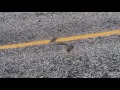 Rattlesnake crossing the road