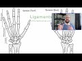 Anatomy of the Wrist (Radiocarpal) Joint | Bones, Ligaments, and Muscles