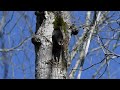Pileated Woodpecker working on a nest cavity