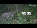 [한국농수산TV]IoT를 활용한 멧돼지퇴치 작전 in 경기도 광주시 남한산성면