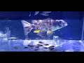 WATCH BORLEYI GROW FROM EGG TO FISH IN TIME LAPSE VIDEO (FASCINATING)