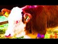 Cute Little Farm Animal Sounds - Panda, Dog, Otter, Horse, Fox, Red,...  - Animal Videos