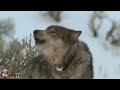 WOLF SPIRIT native american music 🐺 LONE WOLF native american