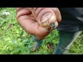 Bee harvesting in deep forest  ! .... Purul Apiarist expert ....