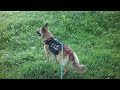 German Shepherd Virtual dog walk forest countryside hike public footpath GSD reactive DOG TV. Mia 16