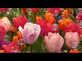 4K Amazing Tulip Garden Japan チューリップ 昭和記念公園 Showa Memorial Park 東京観光 Trip  Tokyo 花畑 Flower garden