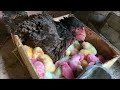 100 Colorful Chicks With One Aseel Hen - Hen Hatched 100 Eggs to Colored chicks