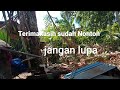 penebangan pohon sagu di belakang rumah warga#senso sthil 070